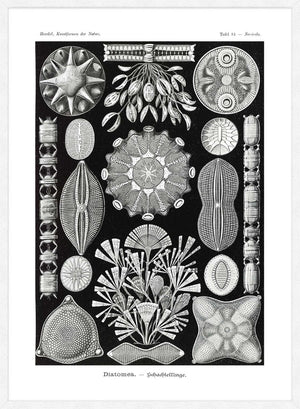 Marine Life Black and White Vintage Antique Print
