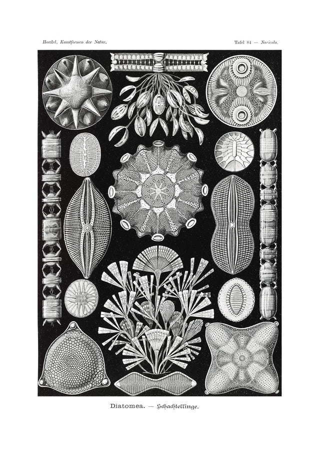 Marine Life Black and White Vintage Antique Print