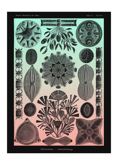 Marine Life Pink and Green Vintage Antique Print