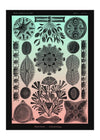 Marine Life Pink and Green Vintage Antique Print