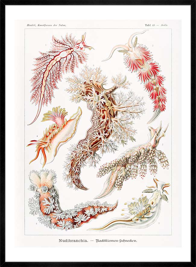 Marine Mollusks Antique Illustration Print