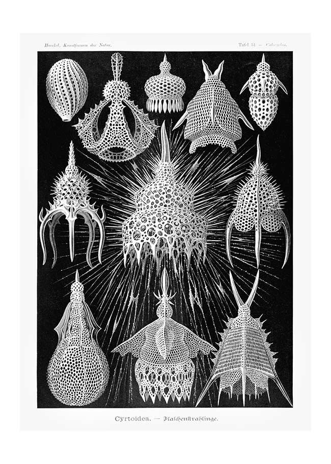 Microorganisms Black and White Illustration Print