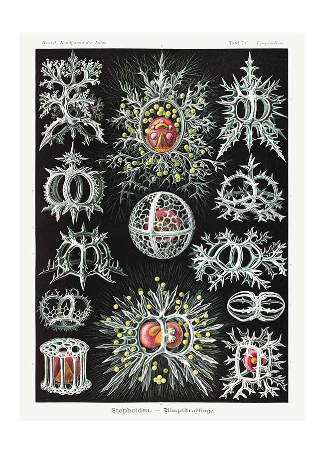 Microorganisms Illustration Print 3