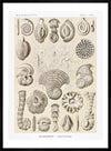 Microorganisms Vintage Diagram Print
