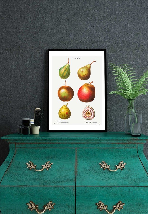 Mixed Pears Vintage Antique Print