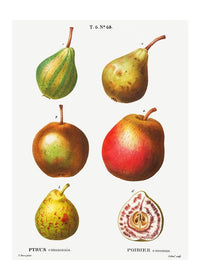 Mixed Pears Vintage Antique Print