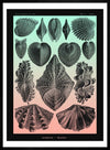 Mollusk Sea Shells Green and Pink Vintage Antique Print