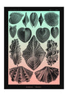 Mollusk Sea Shells Green and Pink Vintage Antique Print