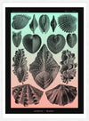 Mollusk Sea Shells Green and Pink Vintage Antique Print