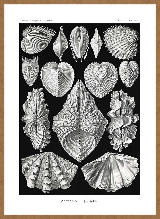 Mollusk Sea Shells Vintage Antique Print