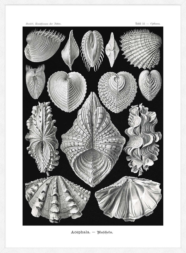 Mollusk Sea Shells Vintage Antique Print