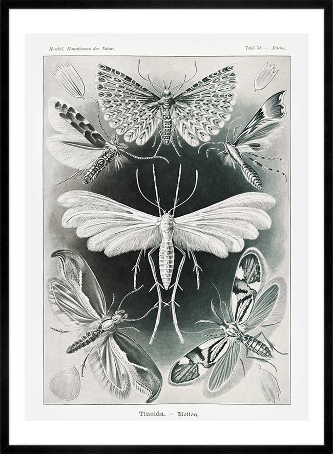 Moths Black & White Illustration Gothic Print