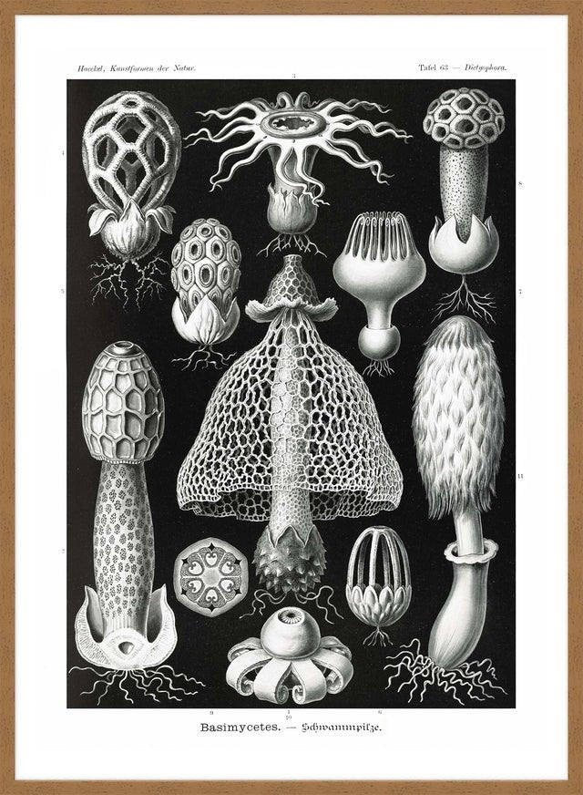 Mushrooms Diagram Black and White Vintage Antique Print