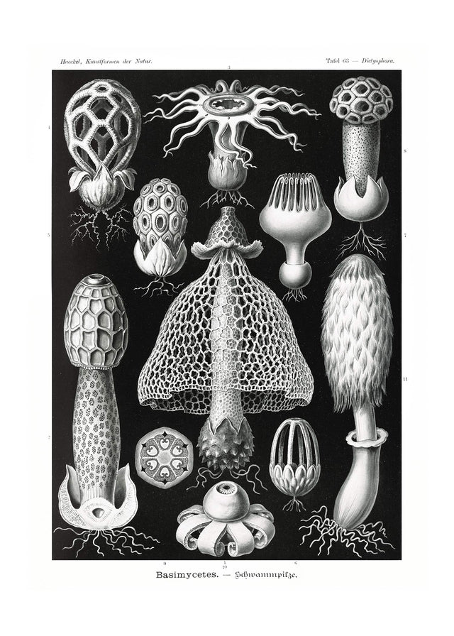 Mushrooms Diagram Black and White Vintage Antique Print