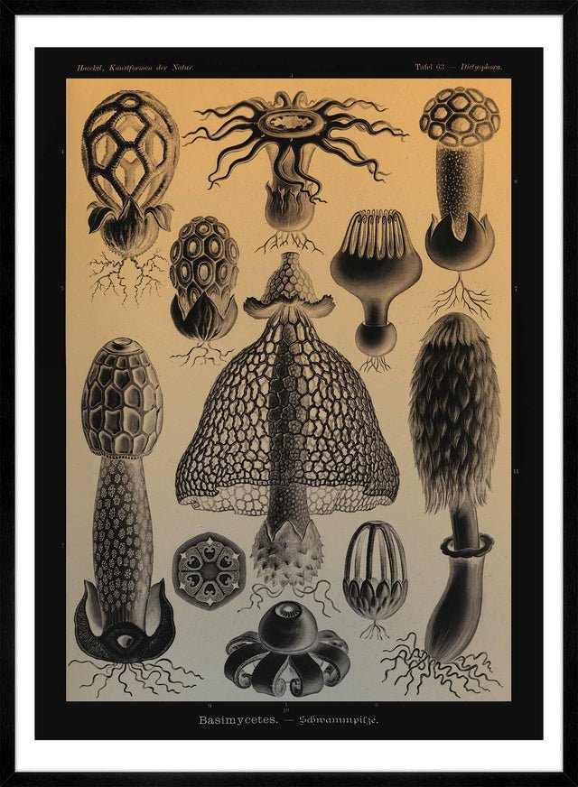 Mushrooms Diagram Vintage Antique Print