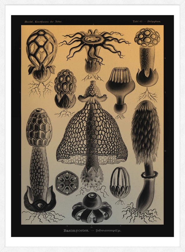 Mushrooms Diagram Vintage Antique Print