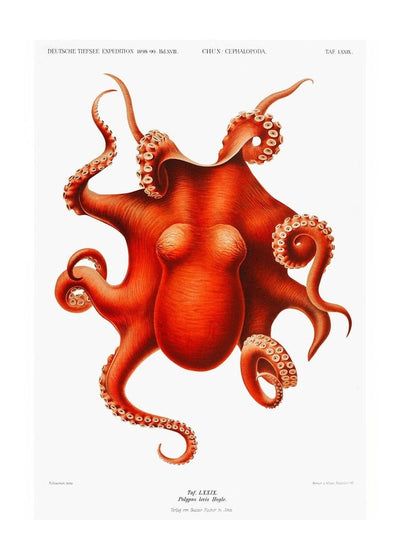 Octopus Vintage Antique Print