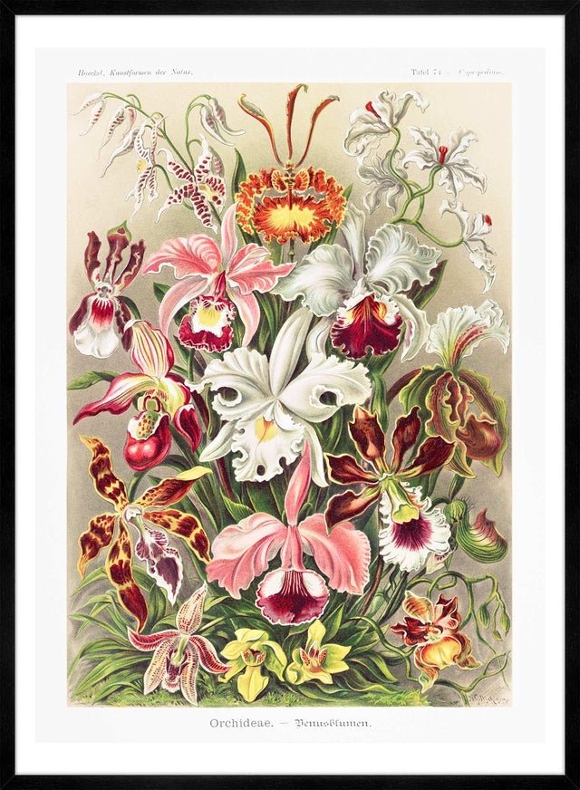 Orchidea Flowers Vintage Antique Print