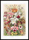 Orchidea Flowers Vintage Antique Print