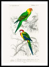 Parakeets Vintage Bird Print