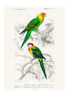 Parakeets Vintage Bird Print
