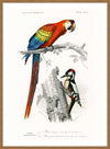 Parrot Vintage Bird Print