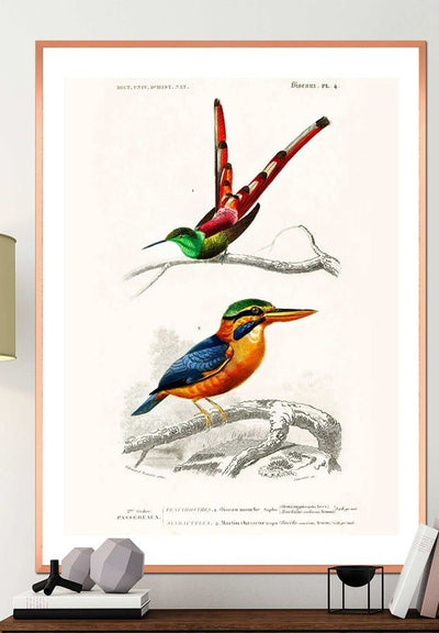 Passerine Vintage Bird Print