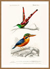 Passerine Vintage Bird Print