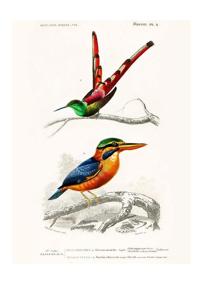 Passerine Vintage Bird Print