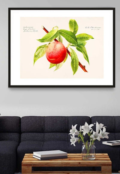 Peach Branch Vintage Antique Print