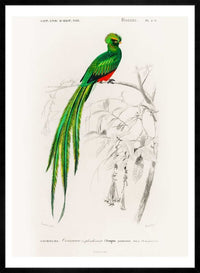 Peacock Trogon Vintage Bird Print