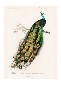 Peacock Vintage Bird Print