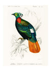 Pheasant Vintage Bird Print