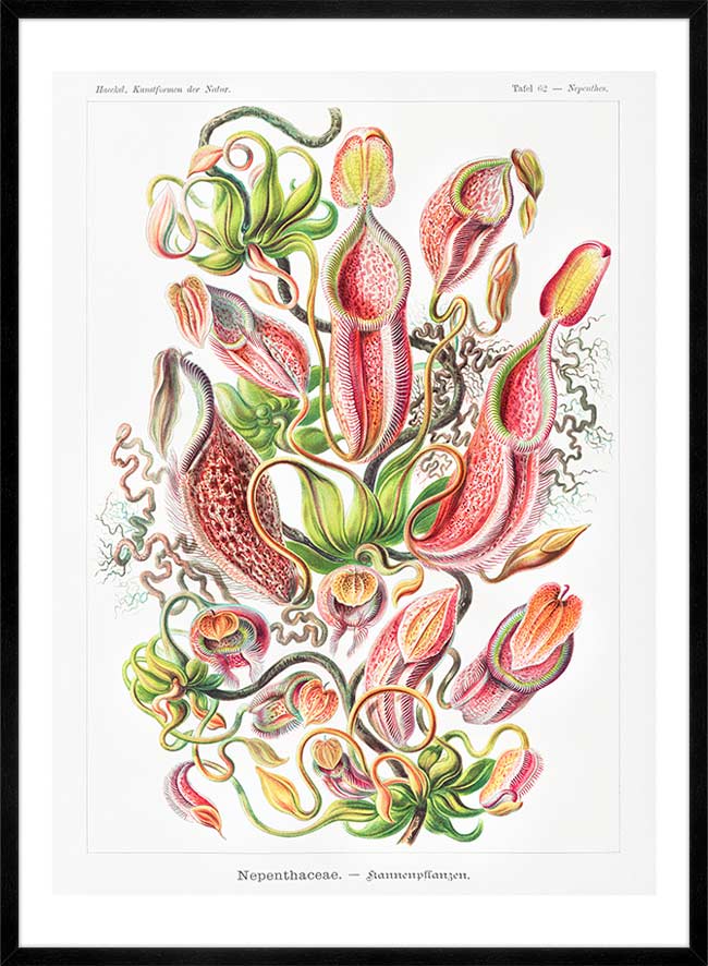 Pitcher Plants Botanical Illustration Print