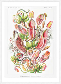 Pitcher Plants Botanical Illustration Print