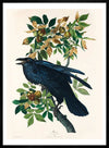 Raven Vintage Bird Print