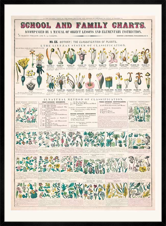 School and Family Charts - Classification of Plants Botanical Chart