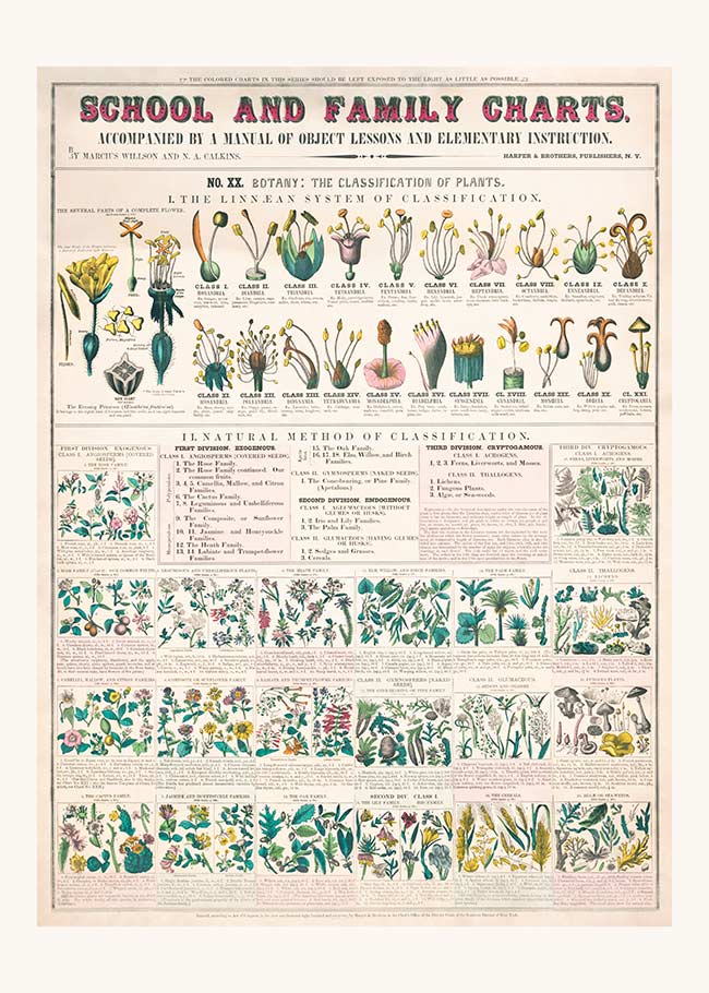 School and Family Charts - Classification of Plants Botanical Chart ...