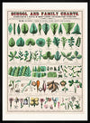 School and Family Charts - Leaves Stems Roots Flowers Diagram Print