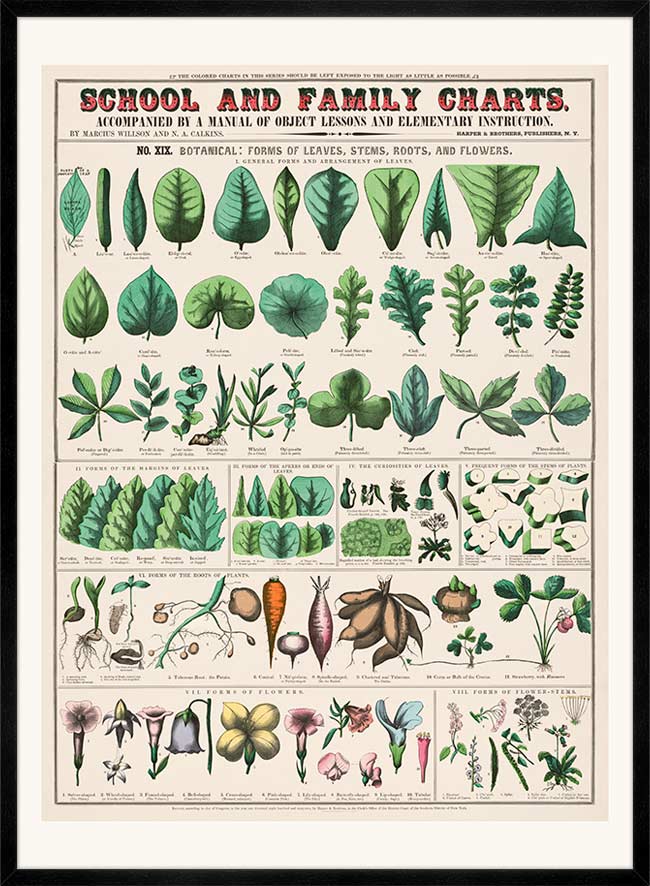 School and Family Charts - Leaves Stems Roots Flowers Diagram Print