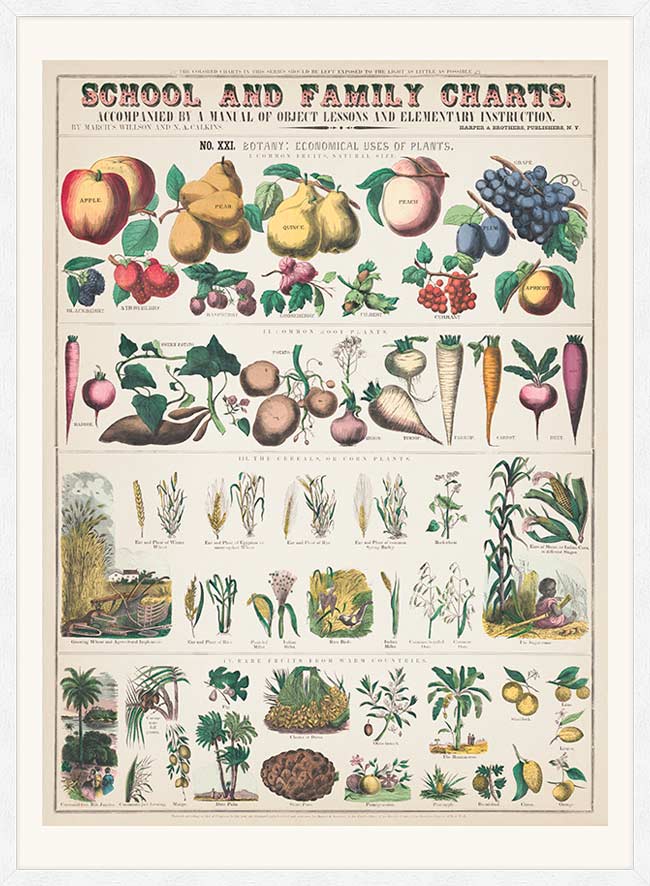 School and Family Charts - Uses of Plants 2 Botanical Print