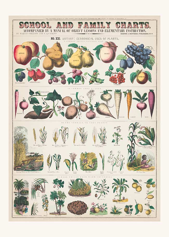 School and Family Charts - Uses of Plants 2 Botanical Print