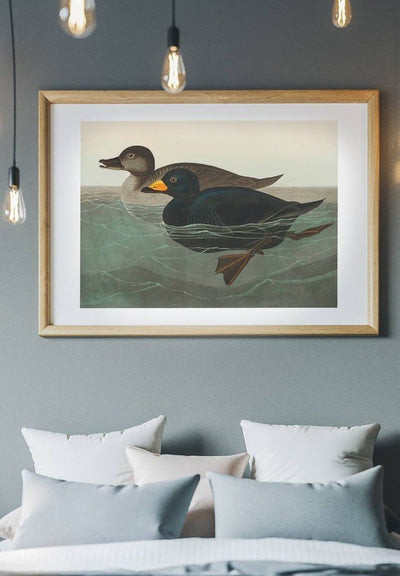 Scoter Duck Vintage Bird Print