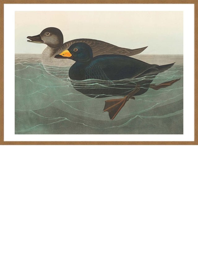 Scoter Duck Vintage Bird Print