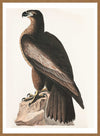 Sea Eagle Vintage Bird Print