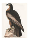 Sea Eagle Vintage Bird Print
