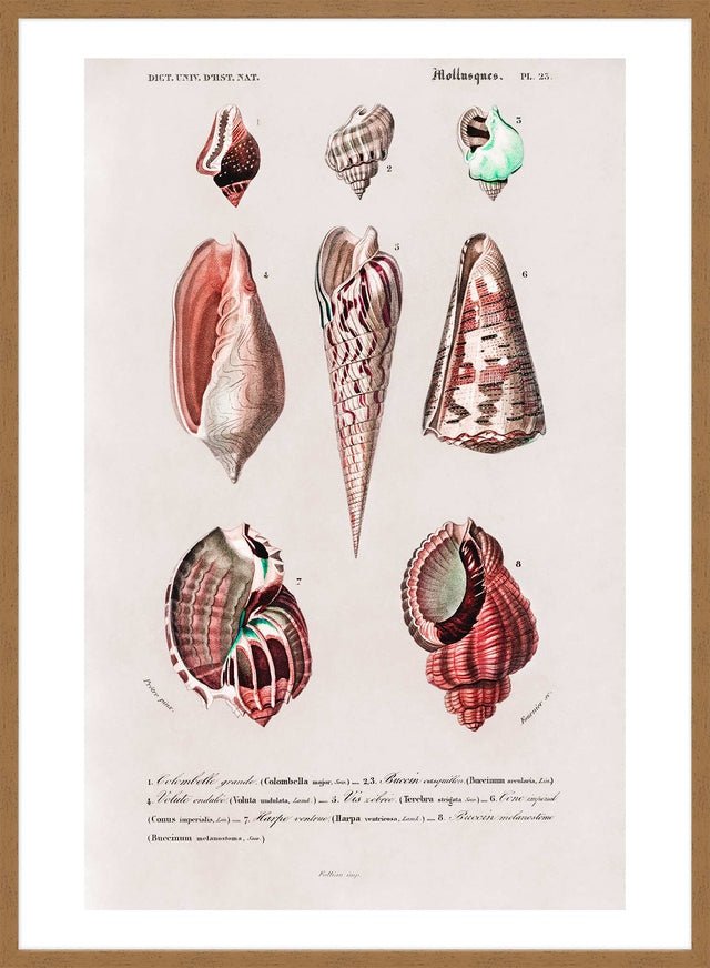 Seashell selling 4 on Antique Manuscript