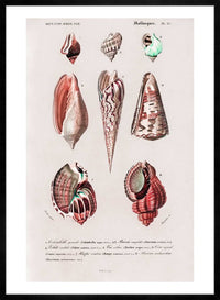 Sea Shells 4 Antique Print