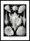 Sea Shells Antique Print
