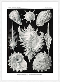Sea Shells Antique Print